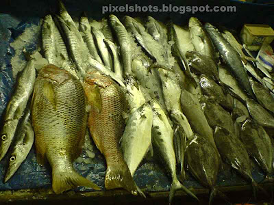 fishes in fish market of kerala cochin,cochin fish market,ayla,mathy,chaala,parava,chura,aavoly,karimeen,kili meen,poomeen,netholy,kozhuva,fishes for sale in fort cochin,pomfrets,sardines,Indian Mackerel,kerala fishes,avoly,meen,ribbon fish,ocean fishes,sea foods market,kerala fish market photos