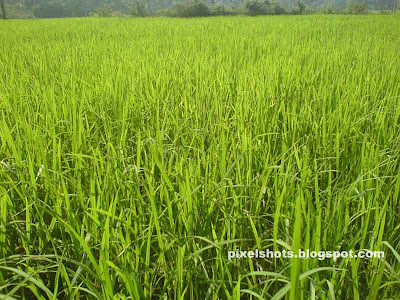 green lush paddy field photographs from kerala,rice fields photos in kerala,kerala rice cultivation photos