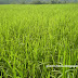 Rice fields,paddy cultivation in kerala india