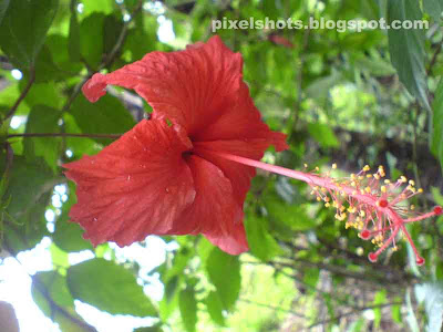 hibiscus or china rose flowers in india photos,indian red shoe flower photos