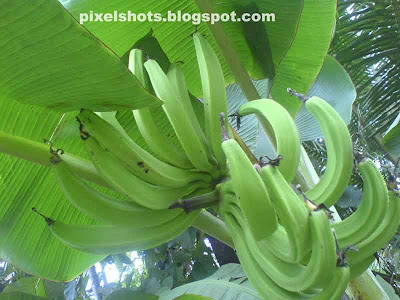 raw banana fruits,banana fruits hanging in plantain photographed,raw fruits of banana,fruits,kerala fruits,vazhakkula,vazha pazham,nendra pazham