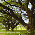 Trees-Ernakulam Maharaja's Ground-photos of old shade Trees