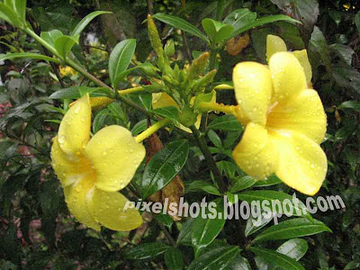 digital-camera-flower-photographs,yellow-twin-bell-flowers,closeup-flower-photo,kerala-flowers,garden-photography