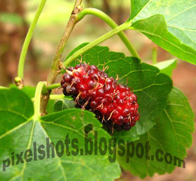 morus-plant-fruit,mulberries,ripe-fruit,red-ripe-mulberry,kerala-mulberry,macro-photograph-ripefruit
