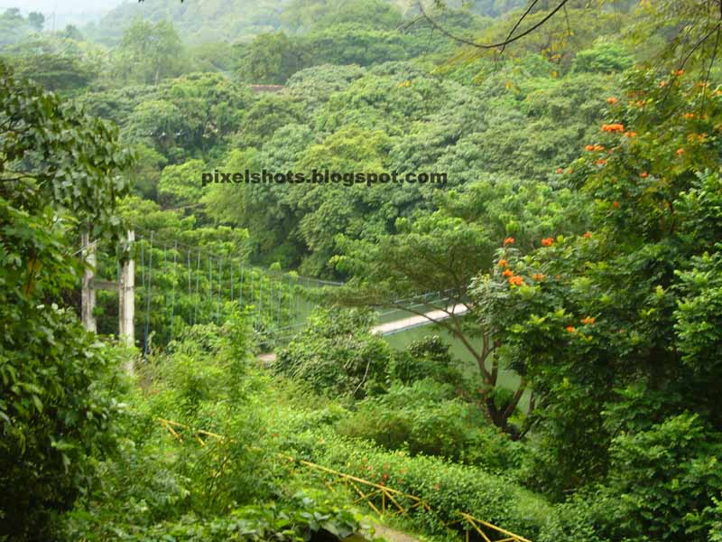 thenmala photos,western ghat forest trees from thenmala sculpture park,sway or hanging bridge of thenmala viewed from sculpture garden of thenmala eco tourism leisure zone