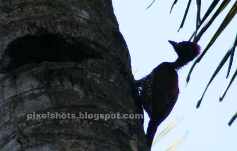 Wood Peckers & Mynas Kerala Birds Facts and PhotosPixelshots