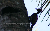 wood pecker on a coconut tree, a distant shadow photo of bird woodpecker,maramkothi or maram kothi of kerala india,kerala bird photo