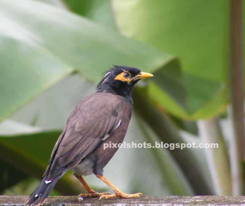 mynah-myna-mina-maina,indian maina bird,single common mina sitting on a cement wall,grey feathers-black head feather-yellow-eye lash-yellow legged bird,singing-talking-pet-bird,indian cage bird,bird pet