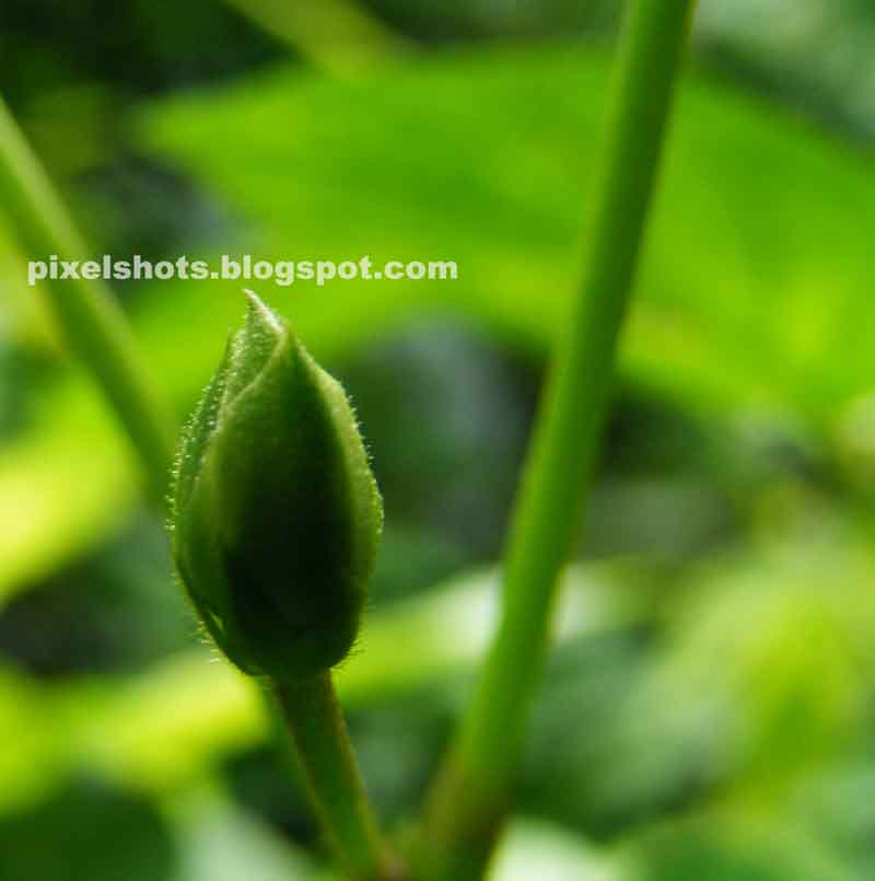 shankupushpam herbal flowers bud closeup photograph,clitoria flower bud