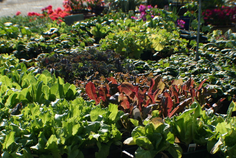 Moon Valley Nurseries Moon Valley Nurseries takes you to the most