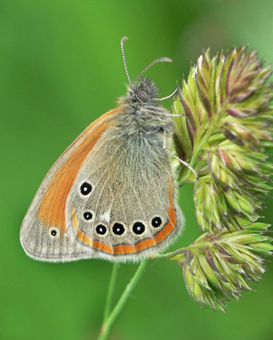 Mariposas: Conservación de las mariposas