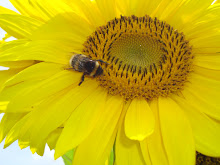 girasol