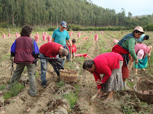 grabando cosecha de papas