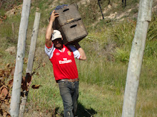 cargando los cajones de uva