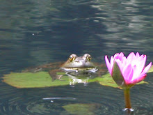 Another frog at the Gardens