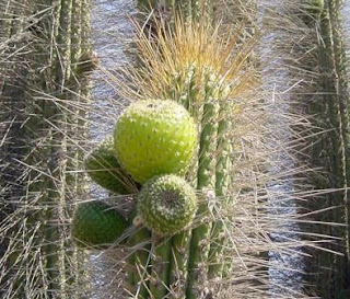 El Arcón Mágico