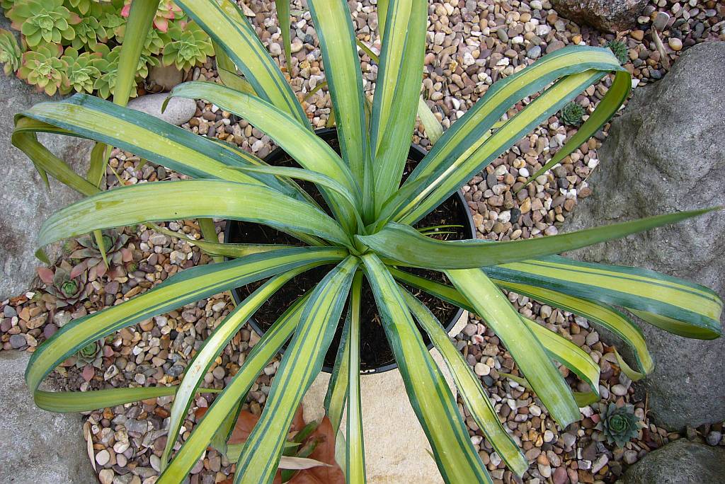 Spiky obsession No yuk in yucca