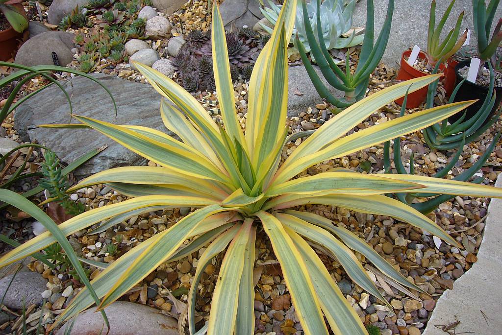 Spiky obsession No yuk in yucca