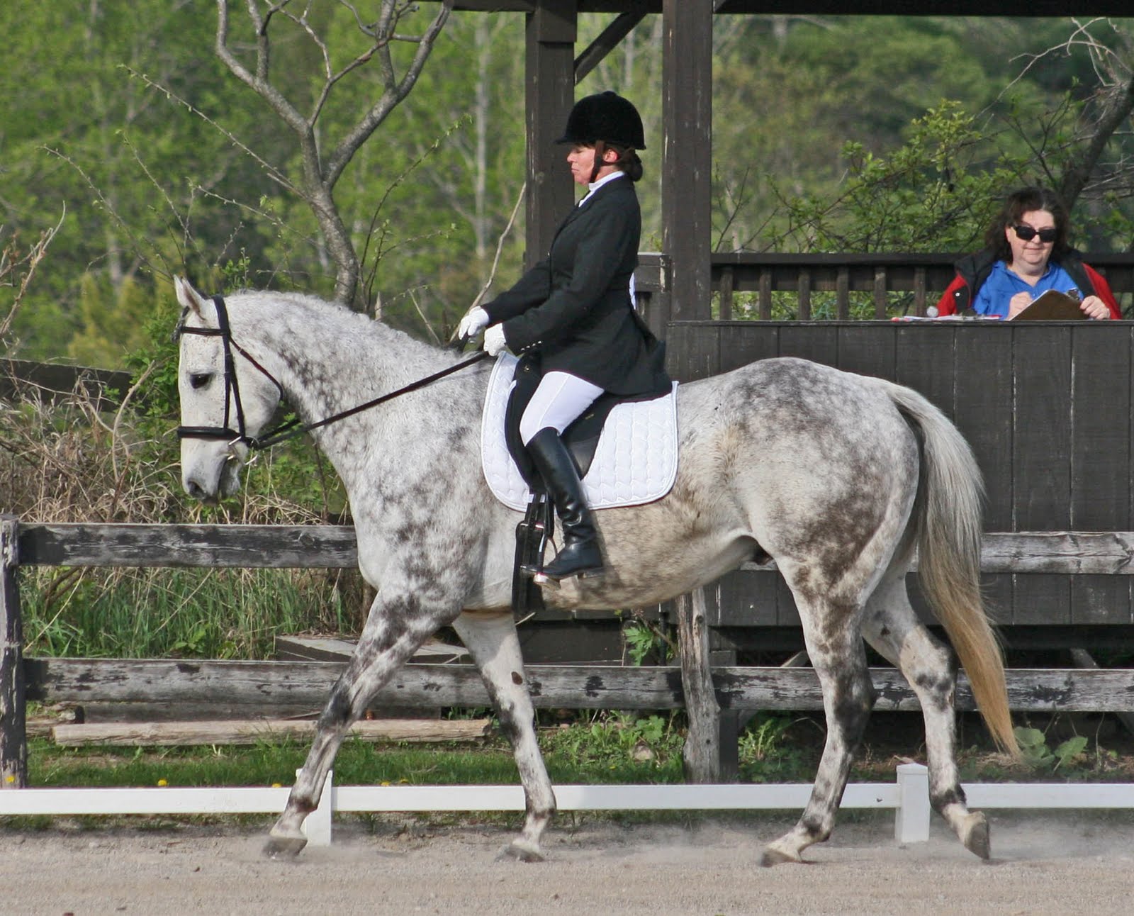 Elaine Ward Dressage
