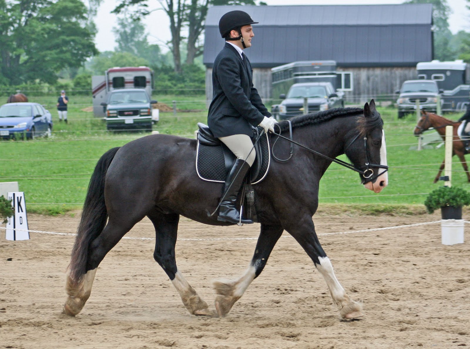 Elaine Ward Dressage