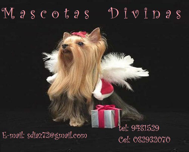 Mascotas Divinas
