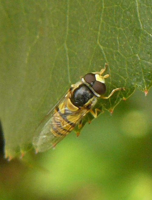 Why Are They Called Hoverflies? Mastery Wiki