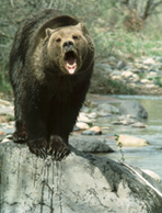 [grizzly_singing.jpg]