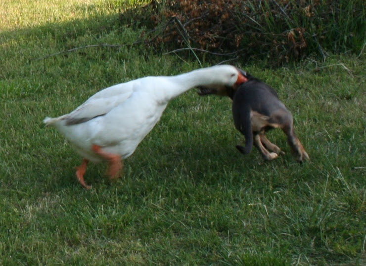Pearl and the geese