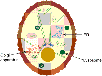cell golgi apparatus location eukaryotic biology lysosome reticulum cytosol cytoskeleton nucleus components organelles mitochondria intracellular sparknotes cytoplasm parts figure notes