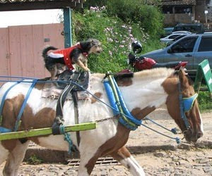 Cachorrada 3 - JOCKEY-CACHORRO