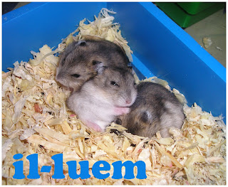 Hamster pon Hamster pon