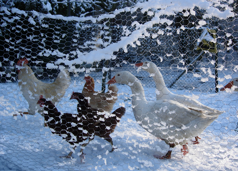 animaux dans la neige