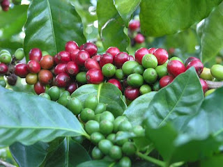Classique Red Berry: Wake up! and smell the coffee
