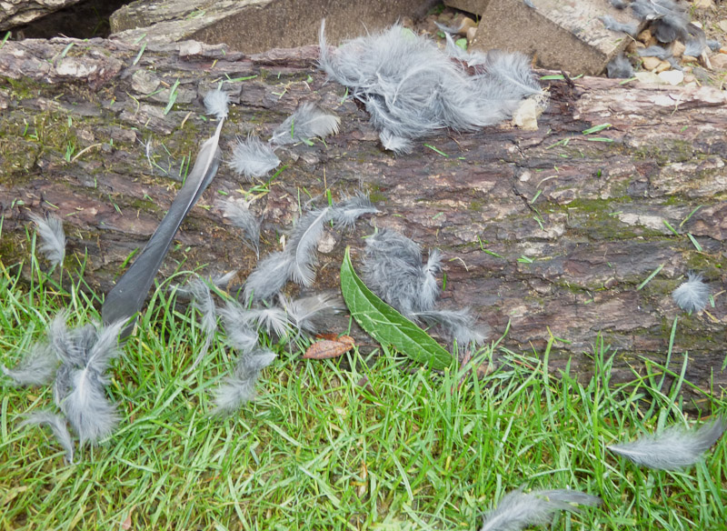 Wildlife Photography across the Water More feathers to pick up