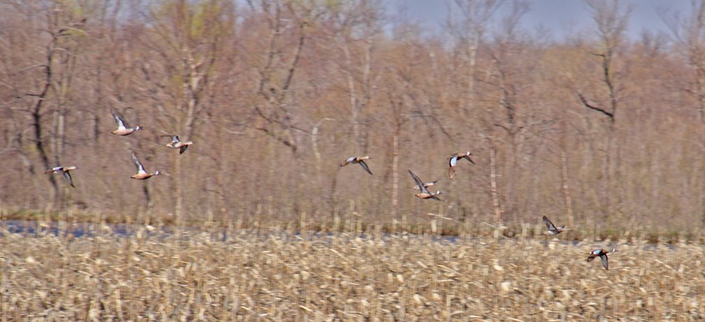 [bluewingsatbaker.jpg]