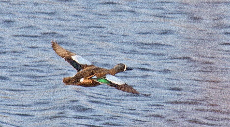 [drakebluewingteal2.jpg]