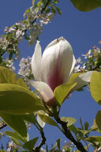 Magnolia soulangiana 'Lennei'