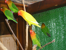 Voladero de Fischers