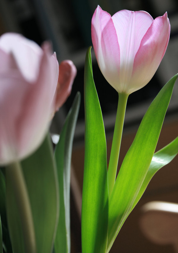 [Tulip_by_mmaja[1].jpg]