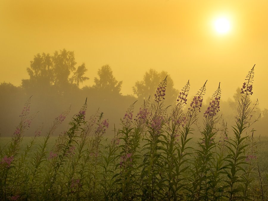 [2802337_large.jpeg]