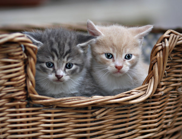 [brothers_by_ThErEaLDoLLyFrikka.jpg]