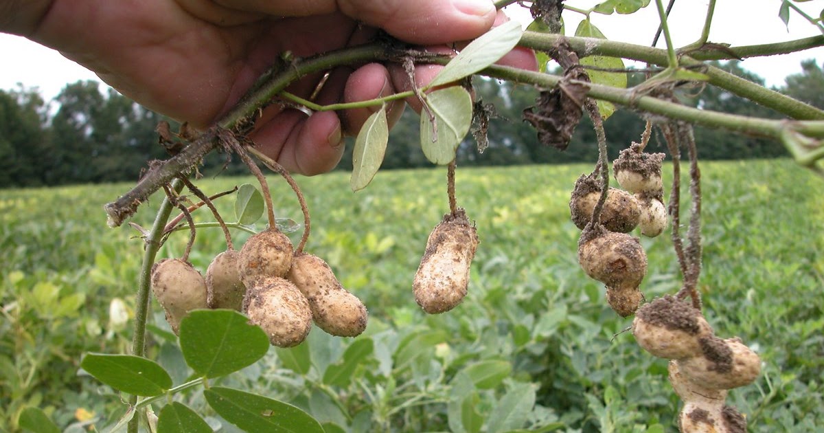 W Skład Mieszanki Studenckiej Wchodzi 25 Orzeszków Ziemnych 30 Rodzynek Zielona Chata: Orzeszki ziemne do uprawy