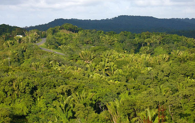 Végétation luxuriante à Roatan, Honduras