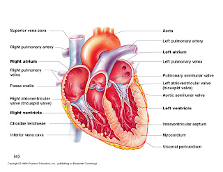 What's HAPpening?!: Gross Anatomy of the Heart