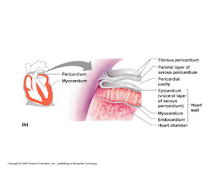 What's HAPpening?!: Gross Anatomy of the Heart
