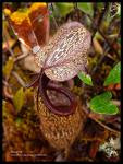 a pitcher plant@periuk