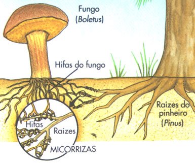 MICORRIZAS