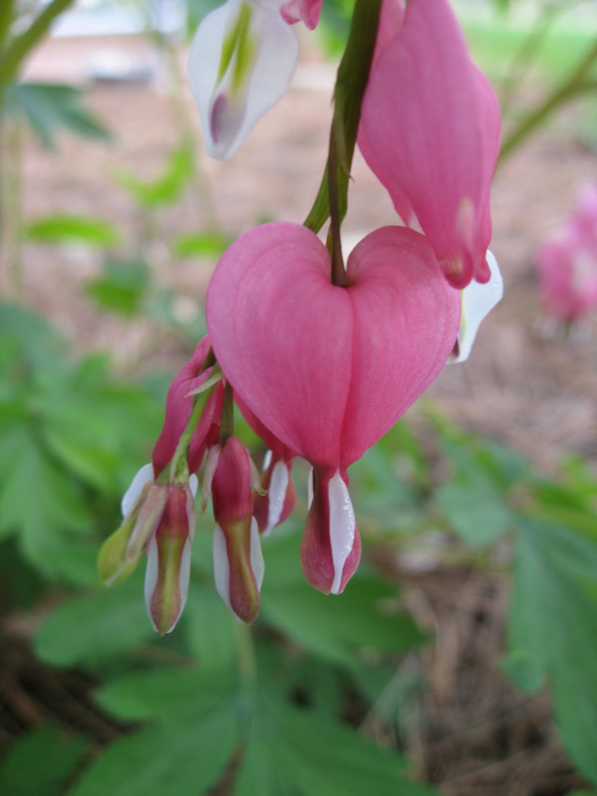 Tales Of MargarettaVel Bleeding Heart