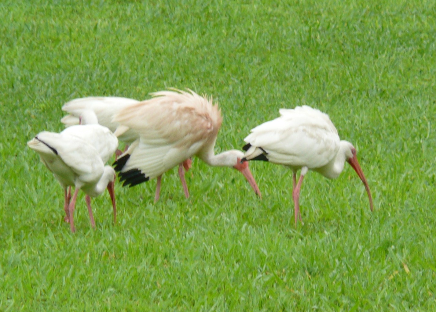 Florida Suncoast Birding: A Pink Ibis