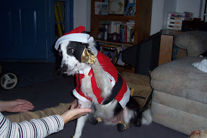 Brownie the Border Collie